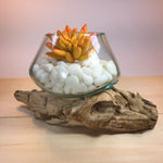 Molten Glass on Driftwood Small - 5" Vase Terrarium