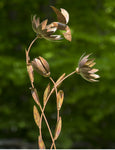 42" Hummingbird in Flight Floral Decorative Garden Stake