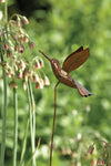 Hummingbird Decorative Garden Stake