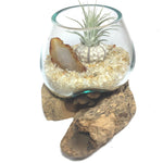 Molten Glass Air Plant Terrarium – Citrine Crystal and Agate Slice Healing Chakra Gemstones 7in x 5in- Light Joy Happiness