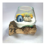 Molten Glass Air Plant Terrarium – Reindeer Moss Agate Slice Gemstones Urchin Shell 7in x 5in