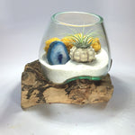 Molten Glass Air Plant Terrarium – Reindeer Moss Agate Slice Gemstones Urchin Shell 7in x 5in