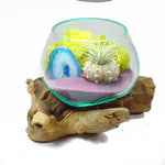 Molten Glass Air Plant Terrarium – Reindeer Moss Agate Slice Gemstones Urchin Shell 7in x 5in Medium- Purple Sand