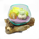 Molten Glass Air Plant Terrarium – Reindeer Moss Agate Slice Gemstones Urchin Shell 7in x 5in Medium- Purple Sand