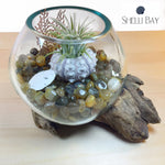 Molten Glass Air Plant Terrarium – Agate Stone Healing Chakra Gemstones 6in x 6in- The Gentle Calmer - 6 Colors