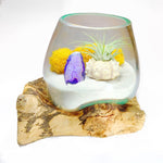 Molten Glass Air Plant Terrarium – Reindeer Moss Agate Slice Gemstones Urchin Shell 7in x 5in