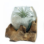 Small Air Plant Terrarium Molten Glass Driftwood Vase – Clear Quartz Crystal