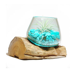 Small Air Plant Terrarium Molten Glass Driftwood Vase – Turquoise Stone