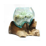 Small Air Plant Terrarium Molten Glass Driftwood Vase – Jade Bean Stones