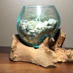 Small Air Plant Terrarium Molten Glass Driftwood Vase – Jade Bean Stones