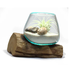 Small Air Plant Terrarium Molten Glass Driftwood Vase – Zebra Jasper Stones