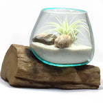 Small Air Plant Terrarium Molten Glass Driftwood Vase – Zebra Jasper Stones