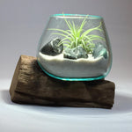 Small Air Plant Terrarium Molten Glass Driftwood Vase – Emerald Stones