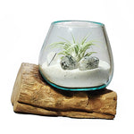 Small Air Plant Terrarium Molten Glass Driftwood Vase – Tourmalinated Quartz