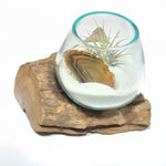 Small Air Plant Terrarium Molten Glass Driftwood Vase – Agate Slice