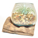 Small Air Plant Terrarium Molten Glass Driftwood Vase – Aztec Bronze Stones