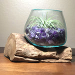 Small Air Plant Terrarium Molten Glass Driftwood Vase – Amethyst Stones