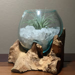 Small Air Plant Terrarium Molten Glass Driftwood Vase – Clear Quartz Crystal