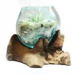 Small Air Plant Terrarium Molten Glass Driftwood Vase – Jade Bean Stones