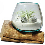 Small Air Plant Terrarium Molten Glass Driftwood Vase – Tourmalinated Quartz