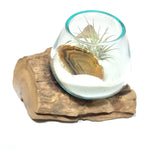 Small Air Plant Terrarium Molten Glass Driftwood Vase – Agate Slice