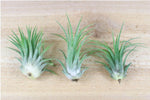 Air Plant Display Root Wood-With 3 Live Air Plant