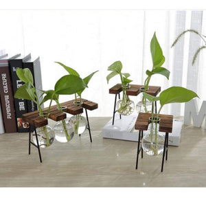 Glass Vase Plant Propagation Station