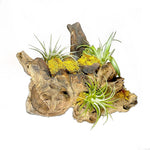 Air Plant Display Root Wood-With 3 Live Air Plant