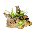 Air Plant Display Root Wood-With 3 Live Air Plant