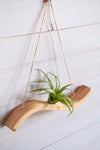 Mini Wave Air Plant Hanger, Air Plant Display,