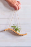 Mini Wave Air Plant Hanger, Air Plant Display,