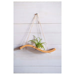 Mini Wave Air Plant Hanger, Air Plant Display,