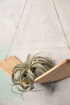 Twisted Air Plant Hammock Hanger