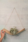 Twisted Air Plant Hammock Hanger