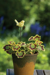 Yellow Bird Plant Pick Garden Stake